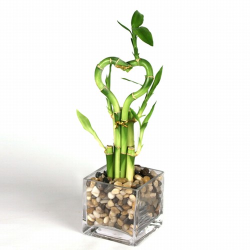 Lucky Bamboo - Individual Bamboo Sticks from ; Our