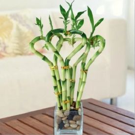 Spiral Lucky Bamboo