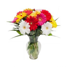 20 Mixed Gerberas with Vase