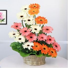 20 Mixed Gerbera with Basket