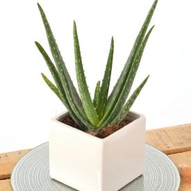 Aloevera With Sqaure Vase