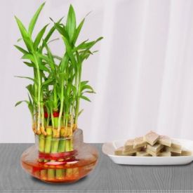 Bamboo Plant and Kaju Katli