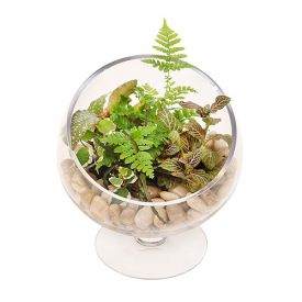 Cheers For Green Terrarium