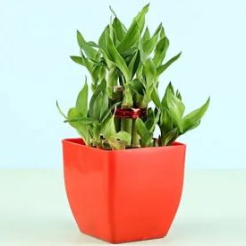 Bamboo In Pot & Cadbury Chocolates