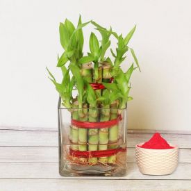 Bamboo Plant with Holi colour