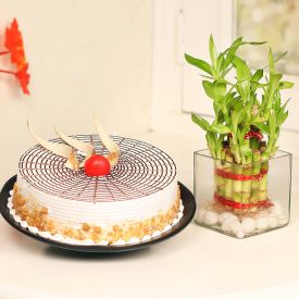 Butterscotch cake with Bamboo Plant
