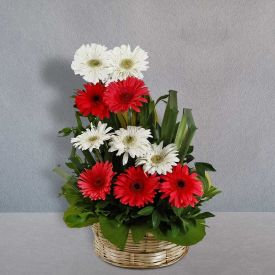 Full of Gerberas