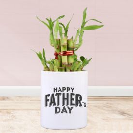 Lucky Bamboo with Mug