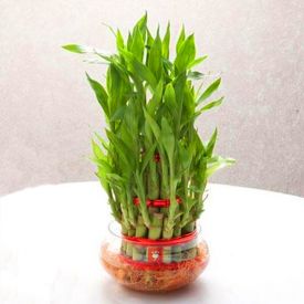 3 Layer Indoor Bamboo