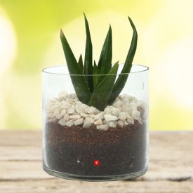 Aloe Vera Plant