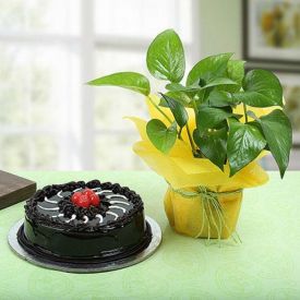 Cake With Green Gift