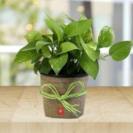 Gift Money Plant