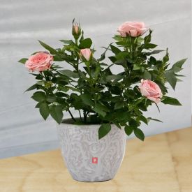 Pink rose plant