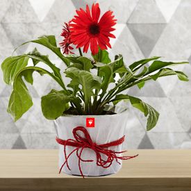 Red Gerbera Plant with vase