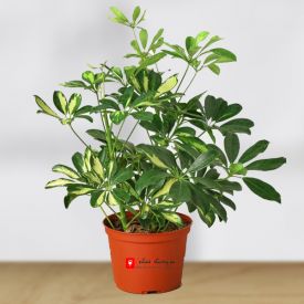 Schefflera Plant