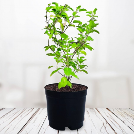 Plant Tulsi