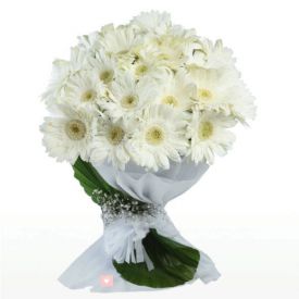 Bunch of 20 white Gerbera