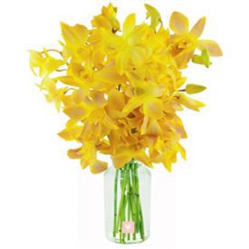 Bunch of 10 Yellow Orchids in Vase