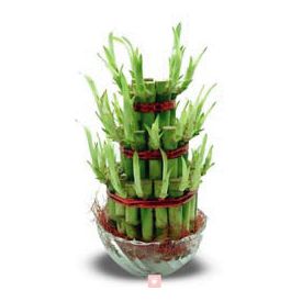 Lucky Bamboo