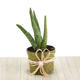 An Aloe Vera Plant