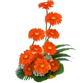 Basket arangement of 12 Gerberas,