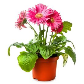 Pink gerbera Plant