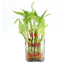 Two Layer Bamboo Plant