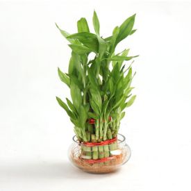 3 Layer Bamboo Plant