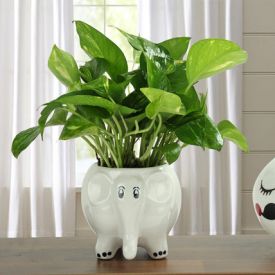 Freshen Up Money Plant