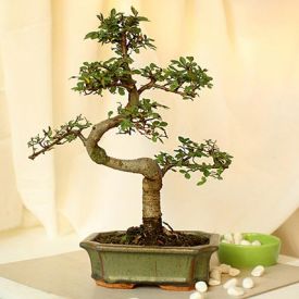 Elm 'S' Shape Bonsai Plant