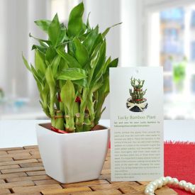 3 layer lucky bamboo plant