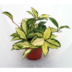 Lemon & Cream Wax Plant