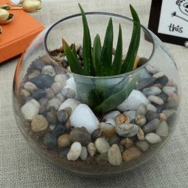 Aloe Vera Plant Terrarium