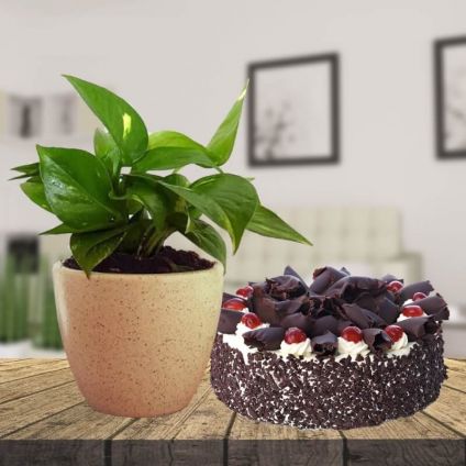 Money Plant with Black Forest