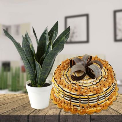 Snake Plant with Butter Scotch