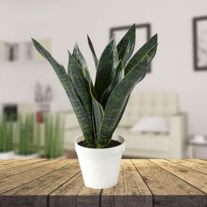 Snake Plant with Butter Scotch