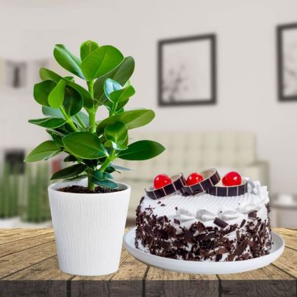 Clusia Rosea With Black Forest Cake