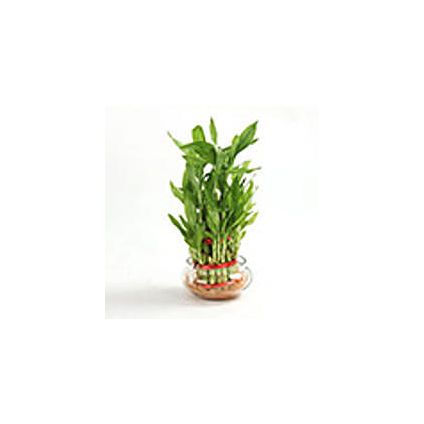 3 Layer Bamboo