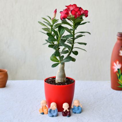 Flowering Adenium Desert Rose