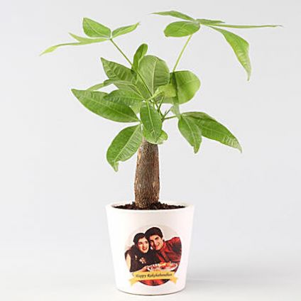 Pachira Bonsai in Personalised Ceramic Pot