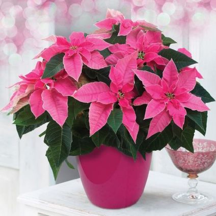 Potted Poinsettia (pink) Plant