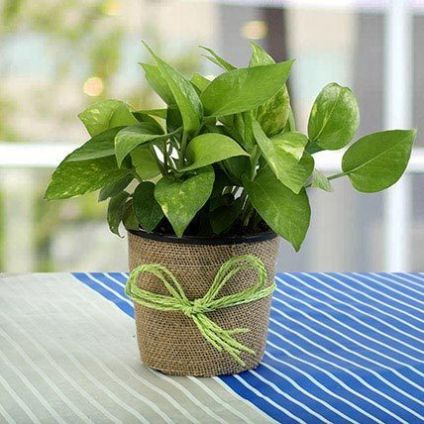 Money plant for gift