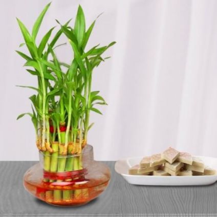 Bamboo Plant and Kaju Katli