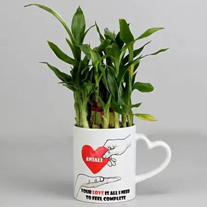 Lucky Bamboo Plant with Dairy Milk Silk