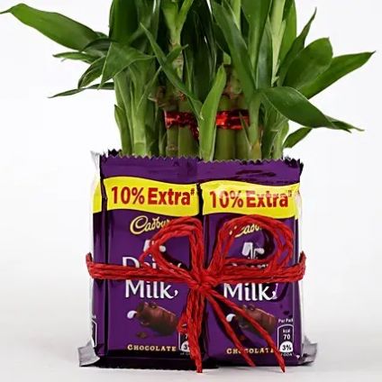 Lucky Bamboo With Dairy Milk Chocolates