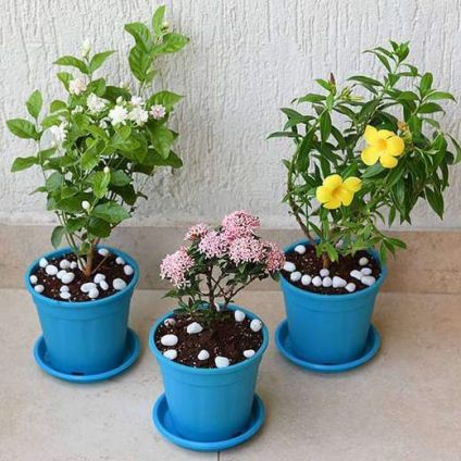 Set of 3 Outdoor Flowering Plants