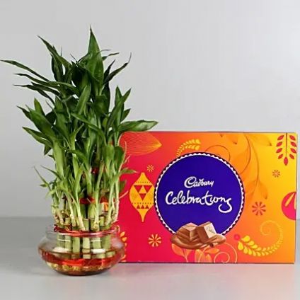 Lucky Bamboo with Cadbury Dairy Celebrations