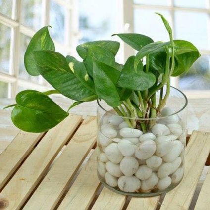 Green Money Plant