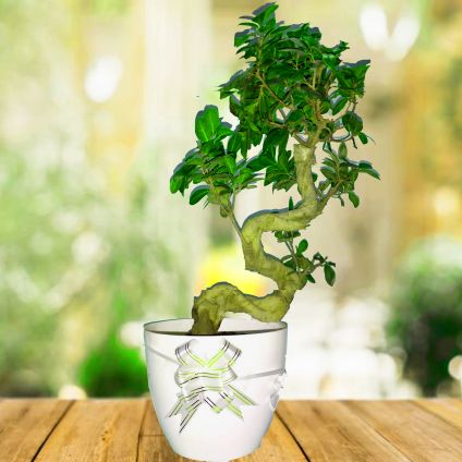 Bonsai Plant with white pot