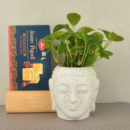 Money Plant in Buddha Ceramic Pot
